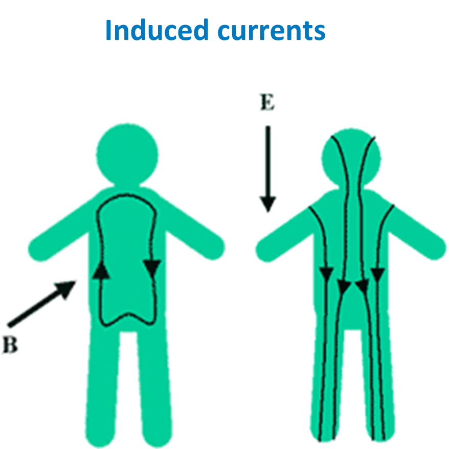 This is a diagram of induced currents on the body.